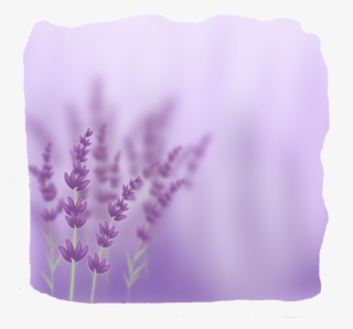 Lavender - Light Purple Lavender Background