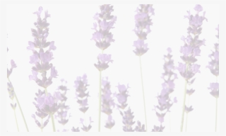 The History Of Lavender Sometimes Seems Fluid With - Lavandula Dentata