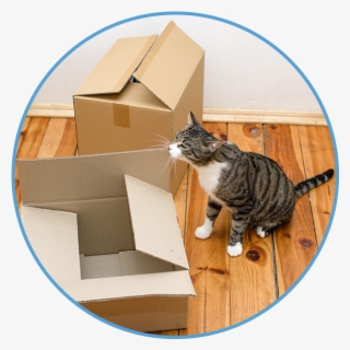 Are You Entering A Temporary Living Situation Where - Tabby Cat