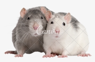 Cute Pet Rats - Rat Png Cute
