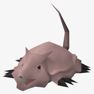 Black Rhinoceros