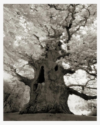 Woman Spends 14 Years Photographing World's Oldest - Very Old Tree