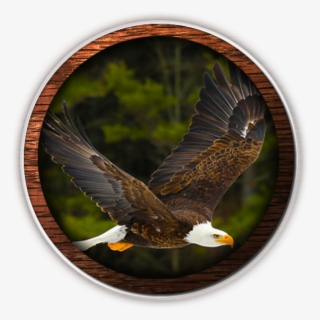 Fvwd American Eagle Web Design - Imagen Isaias 40 31