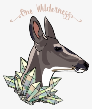 Deer - Kangaroo