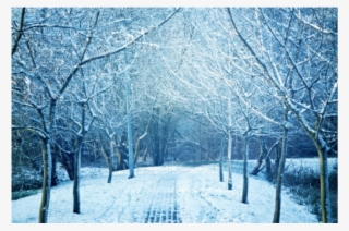 #winter #road #trees #wintertrees #background