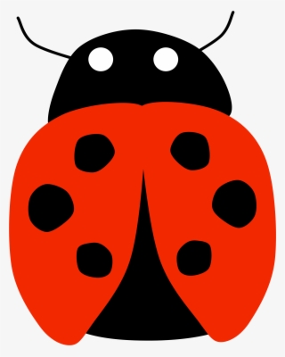 Big Image - Ladybird Beetle
