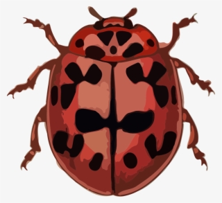 Ladybird Beetle Computer Icons Polyphaga Bothrideridae - Ladybug
