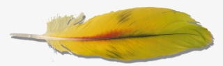 Yellow Parrot Feather Yellow Parrot Feather - Macaw Feather Png