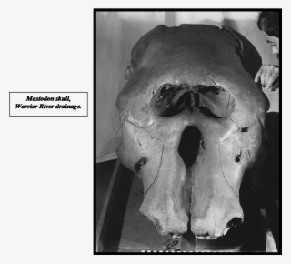 Ice1 - Skull