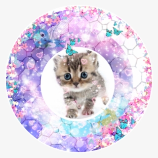 #kitty #fairytail #wendy #happy #caticorn