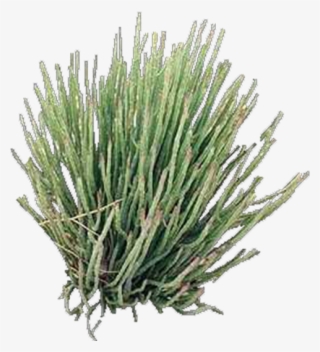 Product Item - Lavandula Dentata