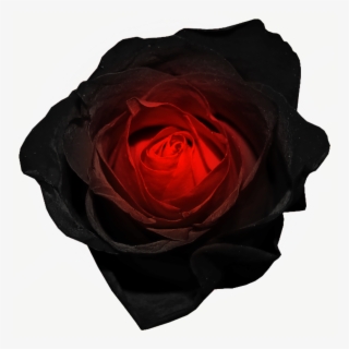 #glow #rose #black #red #neon #fantasy #flower #blackandred - Black