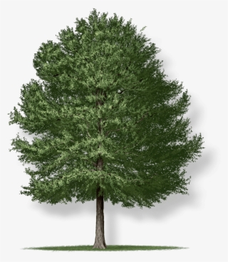 Tree Height - Willow Oak Tree