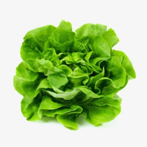 California Drought May Raise Lettuce Prices - Karpas Passover