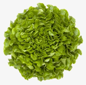 Salanova® Oak Green - Lettuce Leaf 3d Model