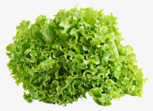 Green Ice Lettuce - Vegetables Lettuce