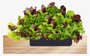 Freshly Bought Living Lettuce - Superfood