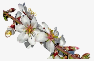 Almond Branch In Bloom Free Image On Pixabay - Almendro En Flor Png
