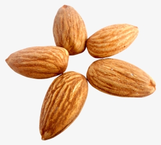 Free Png Almond Png Images Transparent - Almond Png