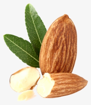 Almond Sm Isolated Copy - Almond Png