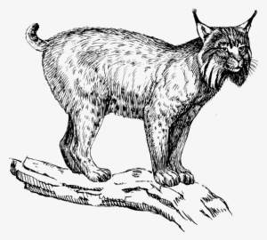 Eurasian Lynx Wildcat Felidae Drawing Bobcat - Lynx Clipart