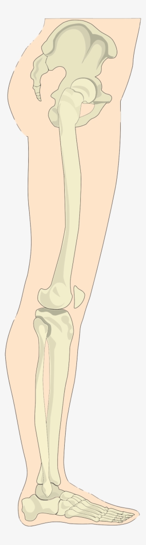 This Free Icons Png Design Of Human Legs Sideview