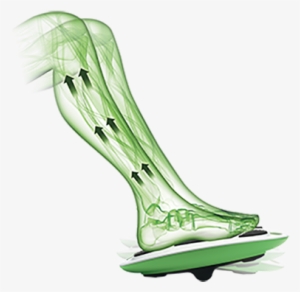 Anatomic Legs Image - Anatomy