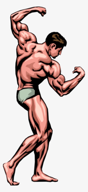 Clipart Stock Bodybuilder Poses Image Illustration - Muscle Man Clip Art  Transparent PNG - 323x700 - Free Download on NicePNG