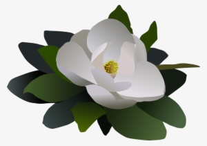 Sacred Lotus Magnolia Petal Computer - Clip Art