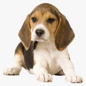 Beagle Png Picture - Various Types Of Dog