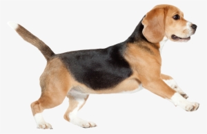 Clip Free Download Beagle Clipart Transparent Background - Pet Cancer Awareness Month