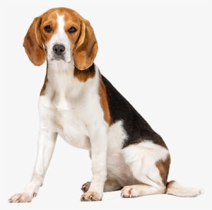 Best Dog Food For Beagles - Thunderworks Grey Thundershirt For Dogs M