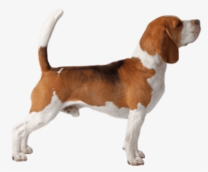 Beagle - English Foxhound
