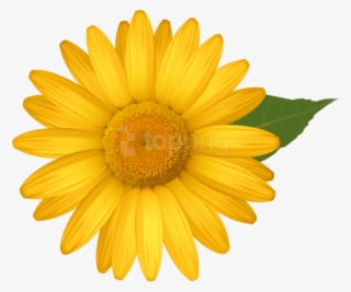 Free Png Download Yellow Daisy Png Images Background - Yellow Daisy Clipart