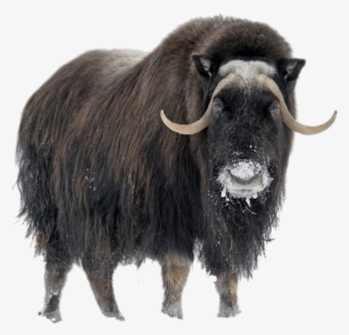 Download - Musk Ox In The Arctic