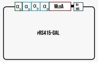 Mlra With The Secretion Signal From Mating Factor Α - Number