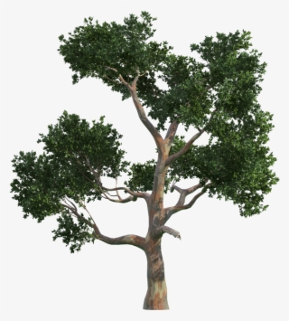 Trees Tree Vecteur Gratis Png Image High Quality Clipart