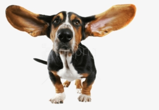 Free Png Download Funny Dog Transparent Png Images - Funny Dog Transparent Background