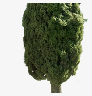 Cupressus Sempervirens Png