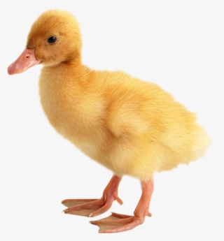 Baby Ducks Png