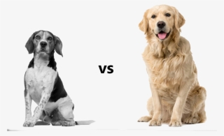 Information Which Helps You Identify Which Dog Is The - Pig Dog What's The Difference