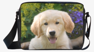 Cute Young Golden Retriever Dog Goldie Puppy Portrait - Golden Retriever Welpen Bilder
