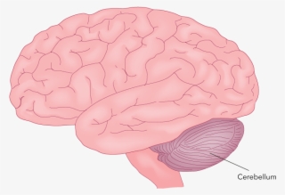 Figure 27 - 24 - Cerebellum - A Major Motor Part Of - Brain (as Food)