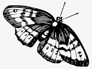 Clip Royalty Free Stock Page Of Clipartblack Com Animal - Butterfly