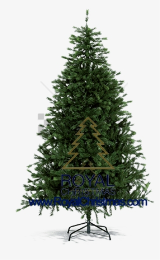 Free Png Pine Tree For Christmas Png Image With Transparent - Real Christmas Tree Plain