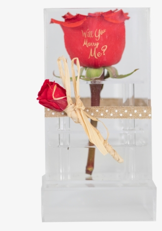 Preserved Rose In A Clear Acrylic Box - Garden Roses