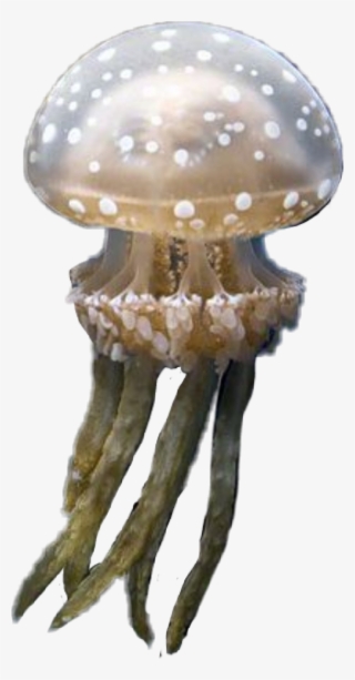 Jellyfish Sticker - Russula Integra