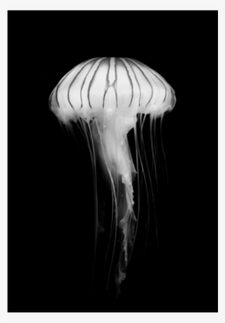 Poster - Jellyfish - Jellyfish