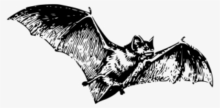 Bat Clipart Line Art - Gray Bat Black And White