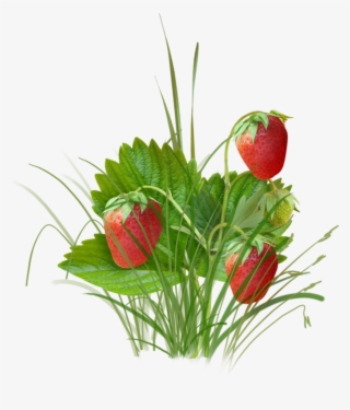 Fresh Strawberry Fruit - Куст Клубники Png